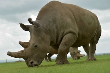 Muere en Kenia el último rinoceronte blanco macho a los 45 años