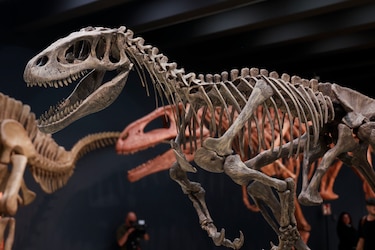 Descubren en Brasil un reptil que puede aportar pistas del origen de los dinosaurios
