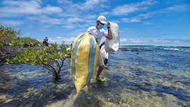 Microplásticos en el mar podrían aumentar el riesgo de discapacidad neurológica