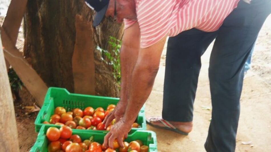 Escasez de tomate en Los Santos