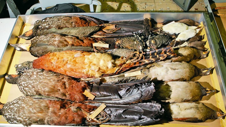 El valor de una colección zoológica