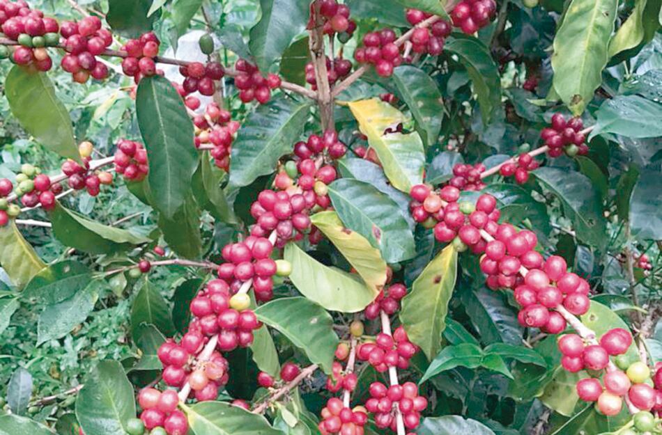 Panamá subastará el café Geisha, el más caro del mundo