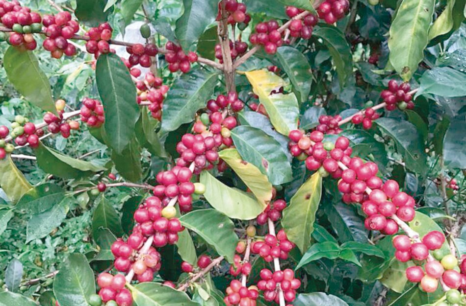 Panamá subastará el café Geisha, el más caro del mundo
