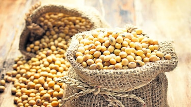 Soya, a recordar sus beneficios