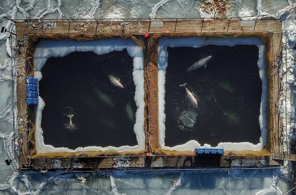 Rusia libera a las últimas ballenas belugas cautivas en estanques