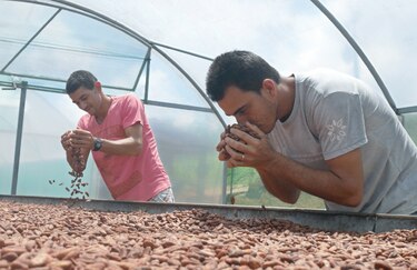 Cacao orgánico es la estrella de productores brasileños