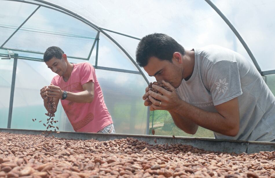 Cacao orgánico es la estrella de productores brasileños