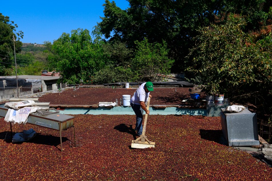 Cafetaleros mexicanos resisten crisis climática