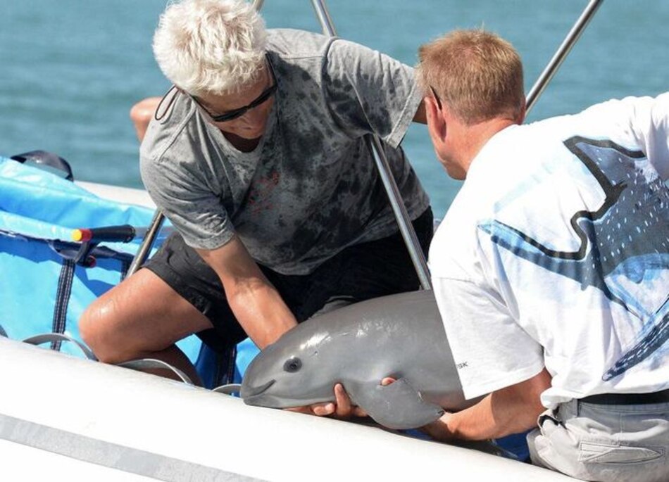 Científicos piden al presidente de México cuidar vaquita marina