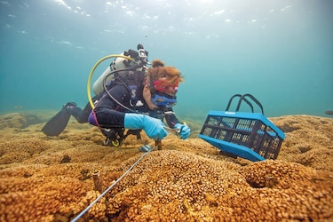 ¿Por qué de repente hay tantos corales blanqueados a lo largo de la costa caribeña de Panamá?