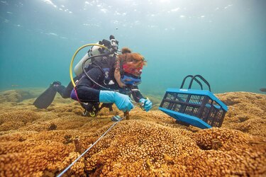 ¿Por qué de repente hay tantos corales blanqueados a lo largo de la costa caribeña de Panamá?