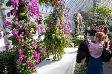 Cuatro mil orquídeas marcan tendencia en el Jardín Botánico de Nueva York