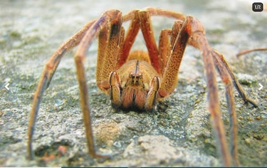 Dentro del araña-verso