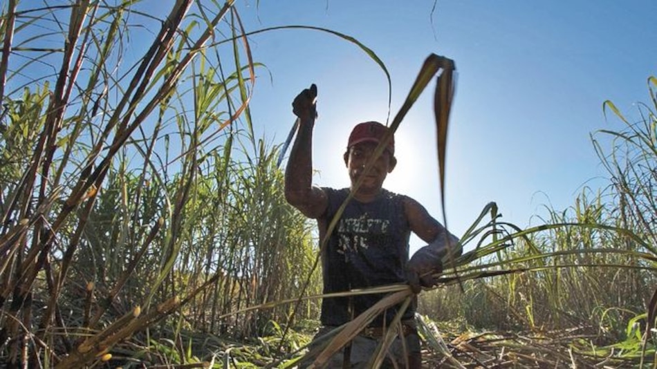 Cosechas en India y Tailandia opacan a Brasil