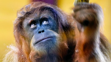 Dos crías de orangután se salvan de los traficantes vía WhatsApp