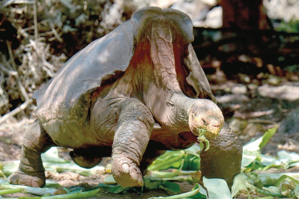 Diego, la tortuga gigante que salvó a su especie de la extinción