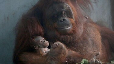 ¿Qué es ‘ser un buen padre’, biológicamente hablando?