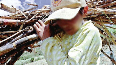 La industria productora de azúcar erradica la mano de obra infantil