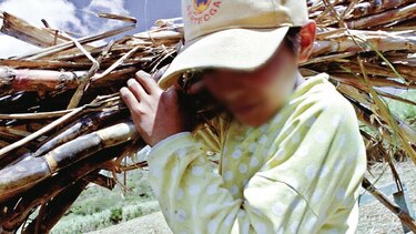 La industria productora de azúcar erradica la mano de obra infantil