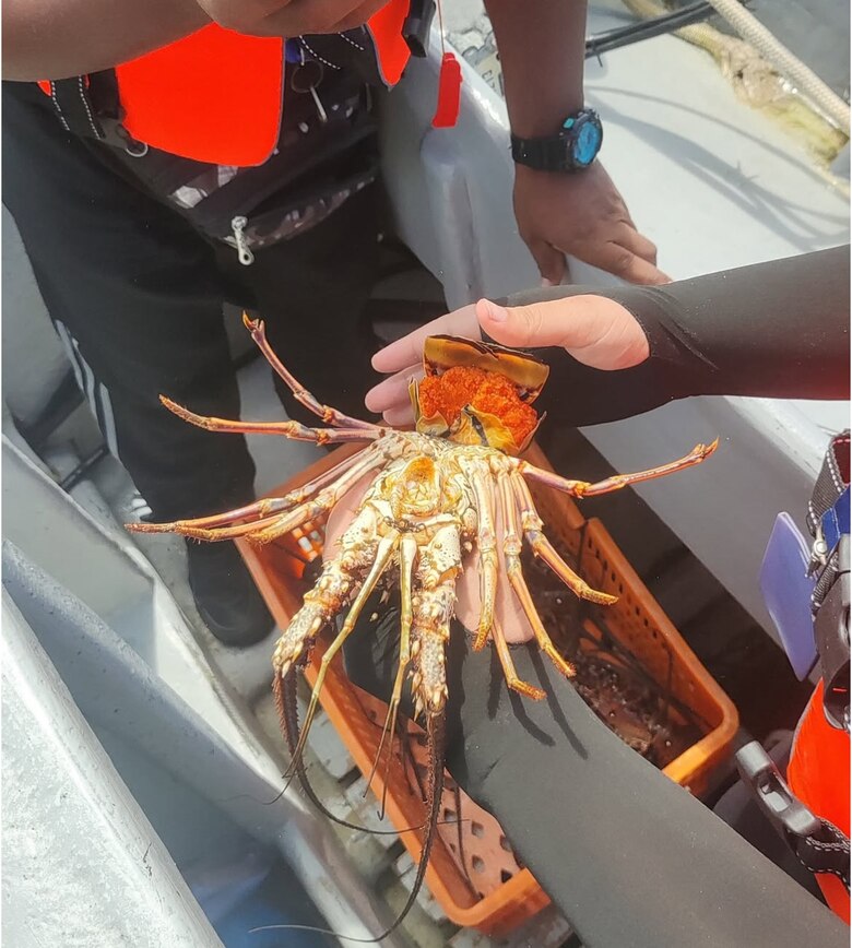 Detuvieron dos embarcaciones con langostas en estado de reproducción