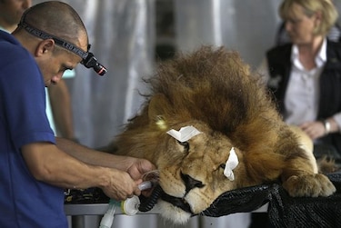 Curan dientes a leones rescatados de circos en Perú