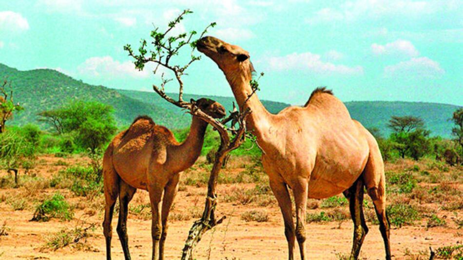 Ponen a la venta leche de camello para bebés