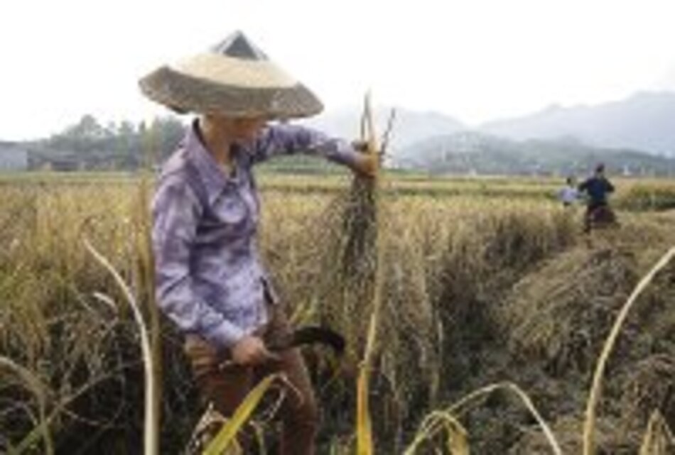 Gobierno chino planea más consumo de patata