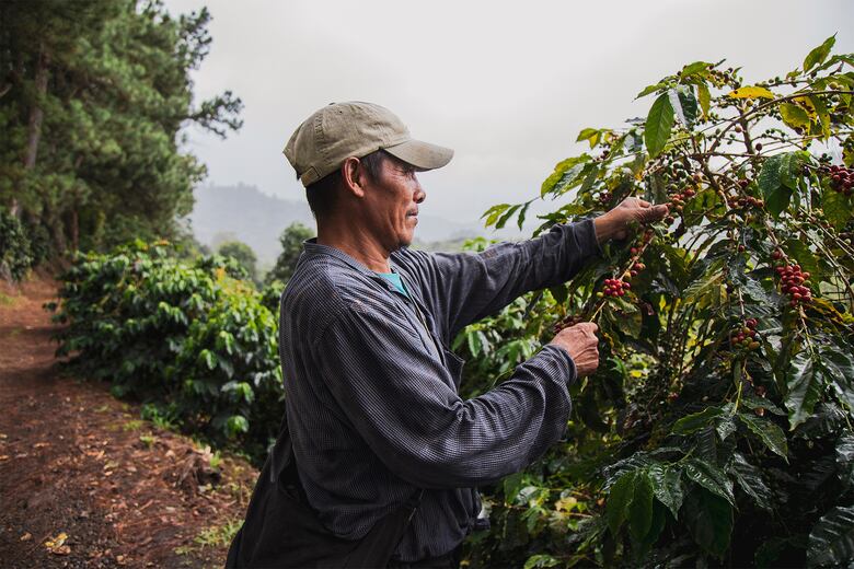 Epa agrupa las marcas que han alimentado a miles de panameños