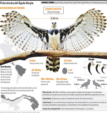 Fiesta verde con el águila harpía