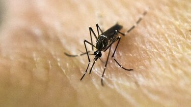 Suman 65 casos de zika en Panamá; un paciente se reporta en Tocumen