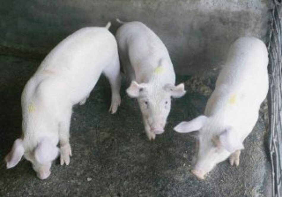 Crece oferta de carne porcina