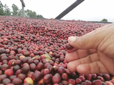 El mejor café panameño llega a subasta mundial