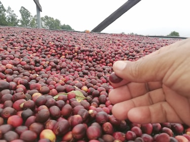 El mejor café panameño llega a subasta mundial
