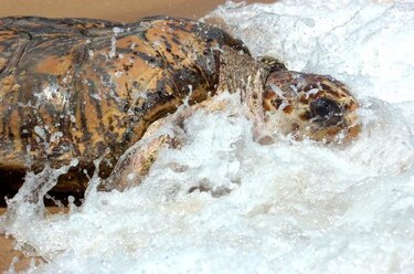 Las tortugas colonizaron el Mediterráneo antes de la última glaciación