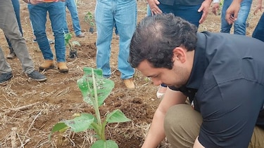 Banapiña inicia siembra de banano en Barú