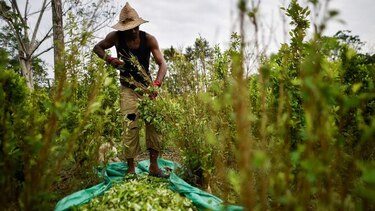 Colombia sigue siendo el mayor cultivador de hoja de coca pese a leve reducción en 2018