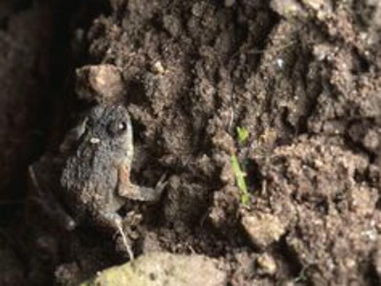 La madre Tierra se agota