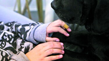 Perros ayudan a niños autistas