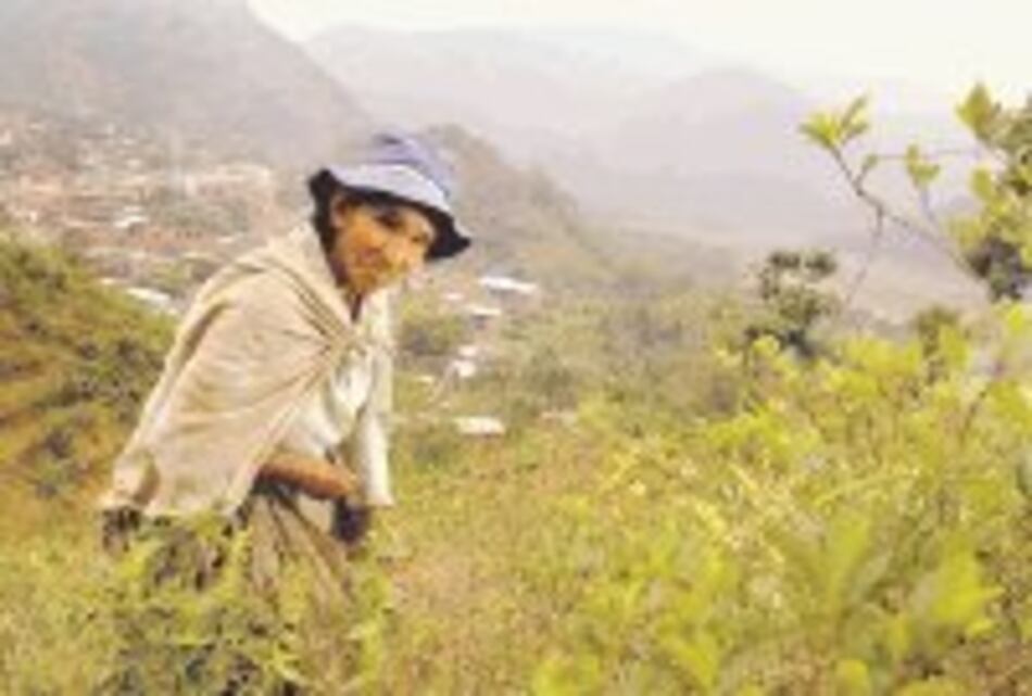 Españoles fomentaron consumo de coca en Perú