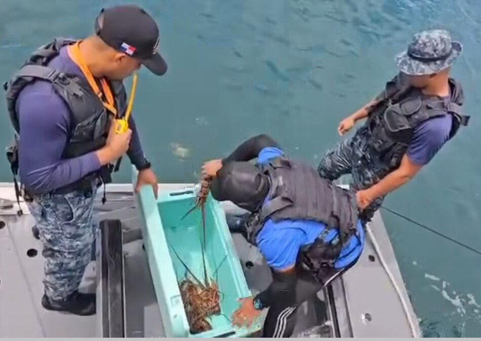 Decomisan langostas fuera de talla en operativo ‘Escudo Protector’ en Colón