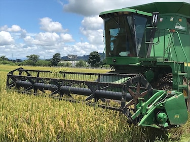 Productores exigen medidas ante la distribución de arroz falsificado de marcas locales