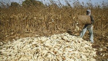 Maiceros santeños sufren bajos rendimientos