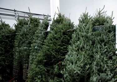 ¿Cuánto cuesta el típico árbol que adorna los hogares de Panamá en Navidad?