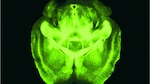 En los intrincados rincones del cerebro