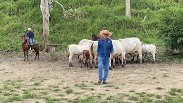 El hurto organizado devora el hato ganadero en Panamá