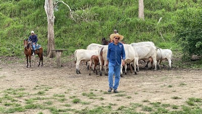 El hurto organizado devora el hato ganadero en Panamá