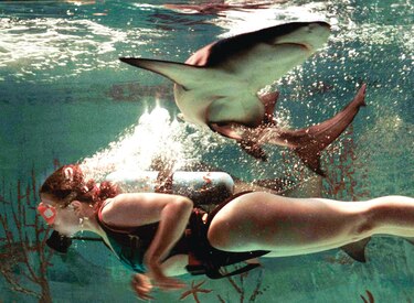 Tiburones en Panamá: más allá de la ficción, la verdad de estos guardianes oceánicos
