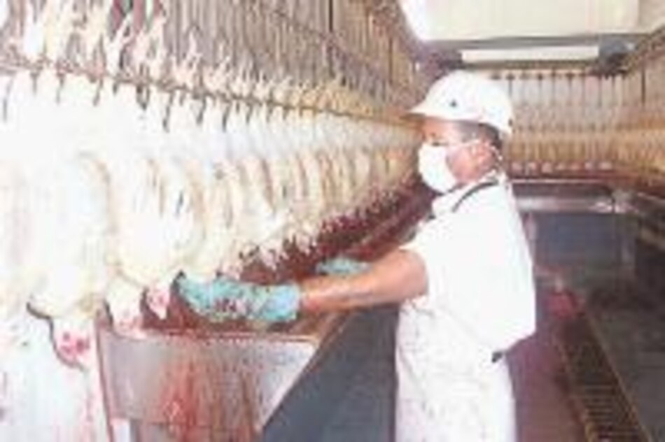 Veraguas cuenta con dos plantas avícolas