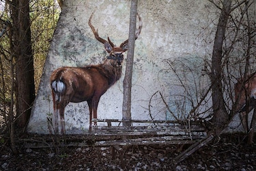 Imágenes de la zona de exclusión de Chernóbil 40 años después del accidente nuclear