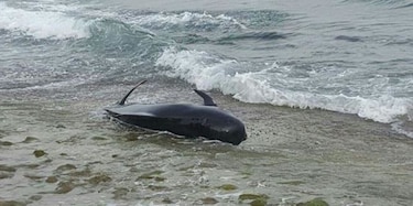 Alerta en Puerto Rico por varamiento de ballena